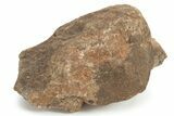 Chondrite Meteorite ( g) - Unclassified NWA #232952-1